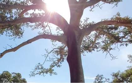 Sol brilha forte em todo Mato Grosso do Sul neste domingo
