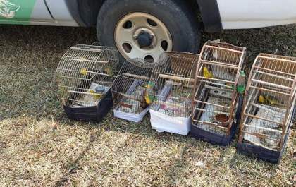 Polícia Ambiental flagra pássaros nativos em gaiolas e autua proprietário