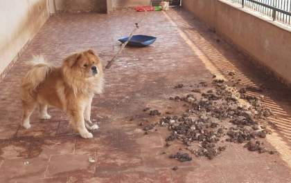 Comerciante de 50 anos é multado em R$ 3 mil por deixar cachorro sem alimento e água
