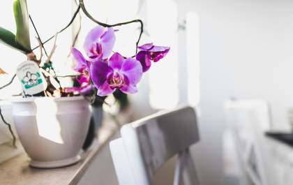 Traga a energia da Primavera para dentro da sua casa