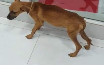 A ação de hoje resultou na primeira prisão por maus tratos a animais em Andradina