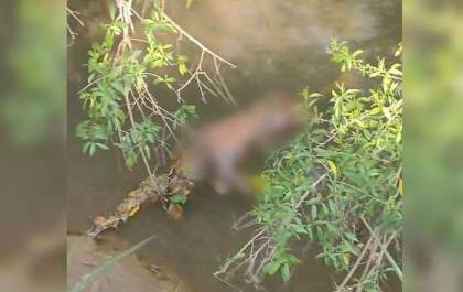 Encontrada morta em córrego é moradora de rua de 44 anos