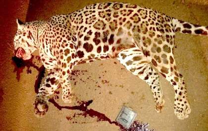 Onça pintada é morta em rodovia de Andradina