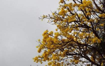 Chuva ameniza calorão e melhora umidade do ar no primeiro domingo da primavera