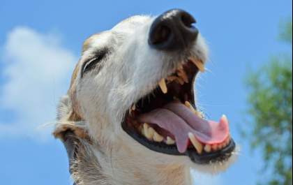 A saúde do pet também começa pela boca