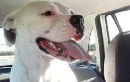 Defensoria consegue guarda compartilhada de cachorra entre assistida e ex-marido