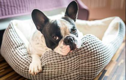Ansiedade de separação: Como manter o bem-estar dos pets?