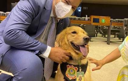Lei proíbe eutanásia em cães e gatos de rua por órgãos de zoonose