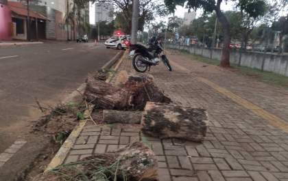 Motociclista fica ferido ao ser atingido por árvore na Pompeu