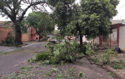 Temporal danificou árvores em pelo menos 35 pontos em Araçatuba