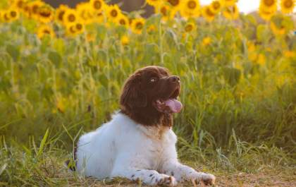 Pets precisam de cuidados específicos durante a primavera