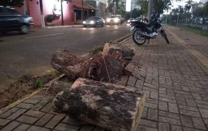 Morre motociclista atingido por árvore na Pompeu durante temporal