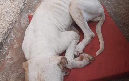Mais uma prisão pelo crime de maus-tratos a animais em Andradina