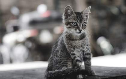 Ferramenta combina perfis de usuários e de pets para adoção