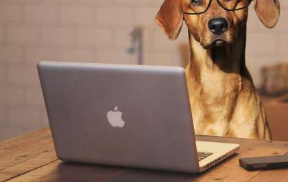 Compras e informações veterinárias on-line devem seguir em alta