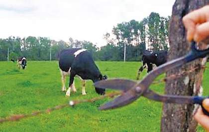PM recupera 3 cabeças de gado furtadas em Guararapes
