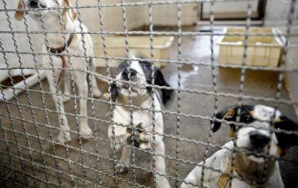 Bolsonaro sanciona lei que proíbe eutanásia de cães e gatos de rua