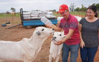 Rejeitados pelas mães, Bezerros Nelore viram animais de estimação em Três Lagoas