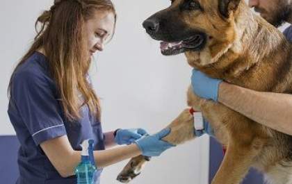 Quer ganhar um hemograma para seu bichinho de estimação?