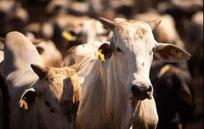 Criadores de gado devem ficar atentos para a vacinação contra a brucelose