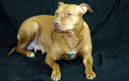 Pets podem desenvolver câncer de mama
