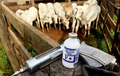 Brasil inicia 2ª etapa da campanha de vacinação contra febre aftosa