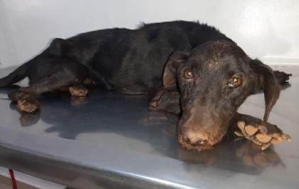 Denúncia anônima leva Polícia a mais um caso de maus-tratos a animal