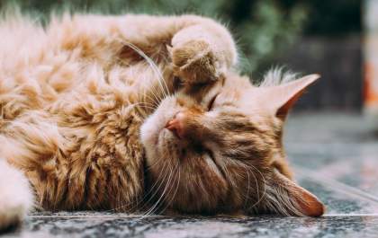 Alguns cuidados deixam seu gato mais saudável