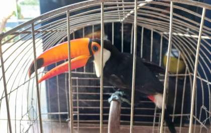 Tucano tem asa fraturada após ser atingido por pedras lançadas por estilingue