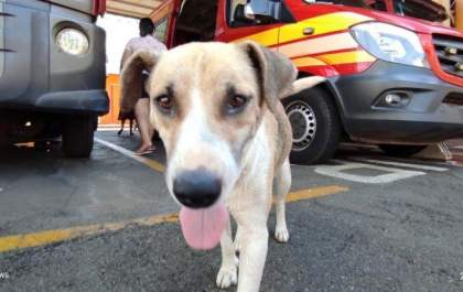 LEI, área de pet são obrigados denunciar casos de maus-tratos em Andradina