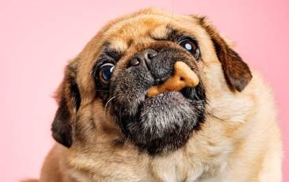 Obesidade pode comprometer a qualidade de vida do pet