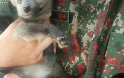 Depois de 'ser abandonado pelos pais', filhote de lobinho é resgatado em residência, no MS