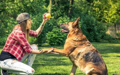 Vai viajar? Planeje o bem-estar do seu pet com antecedência