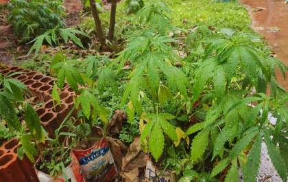 PM encontra arma e plantação de maconha após prender acusados de furto a residência em Birigui