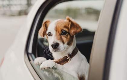 Como evitar que cães e gatos danifiquem a pintura do automóvel?