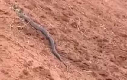 Cobra caninana é flagrada passeando em Brasilândia