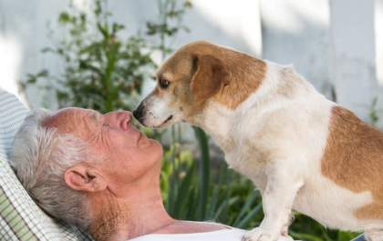 Conheça os sintomas de Alzheimer em animais