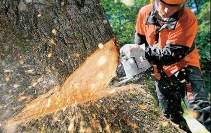 Guarda Municipal flagra corte irregular de 25 árvores em estrada de Araçatuba