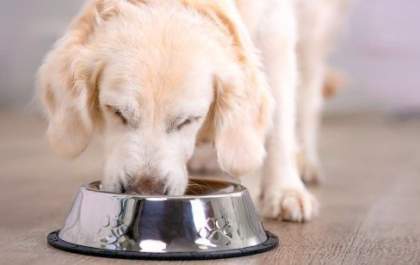 Saiba como combater a diabetes nos pets