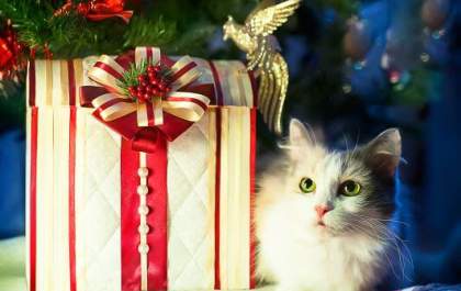 Não dê um pet de presente neste Natal; planeje para ter um
