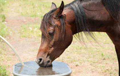 Jovem é preso após furtar mangueira usada para dar água a cavalo