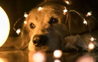 Como proteger o pet dos fogos e ruídos nas festas de fim de ano