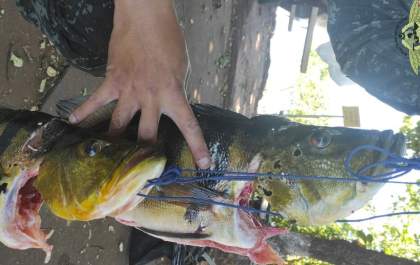 Trio é multado em mais de R$ 3 mil por pescar durante piracema