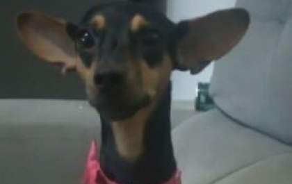 Cachorra desaparecida é feita refém e família é cobrada para tê-la de volta