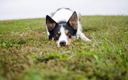 Verão requer cuidados com as pulgas e carrapatos nos pets