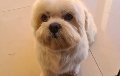Ladrões matam shih-tzu e ferem poodle durante furto à residência: 'Maldade demais'