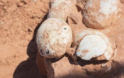 Ninhada de ovos de dinossauro é descoberta em Presidente Prudente