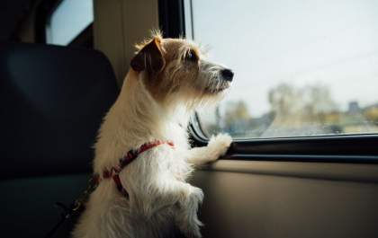 Levar o pet na viagem de férias: sim ou não?
