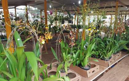 Ceagesp de Araçatuba realiza exposição de orquídeas