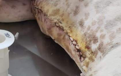 Cachorra passa por cirurgia e precisa de um lar
